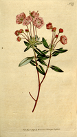 Kalmia polifolia (1792)