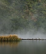 Birds at a forested lake