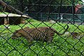 Leopard inside cage at Thiruvananthapuram Zoo