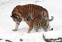 anthera tigris altaica