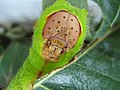 Sixth-instar caterpillar