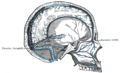 Sagittal section of the skull, showing the sinuses of the dura. (Cerebral veins labeled at center left.)