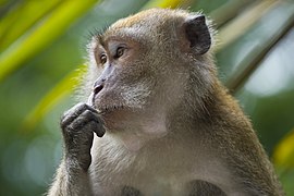 Crab-eating macaque in deep thought