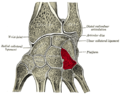 Cross section of wrist (thumb on left). Hamate shown in red.