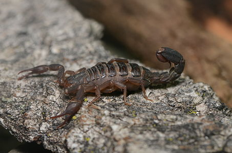 Seven sclerites distinctly visible on the back of a pregnant scorpion.