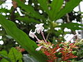 Ayurvedic Herb Sarpagandha (Rauvolfia serpentina)