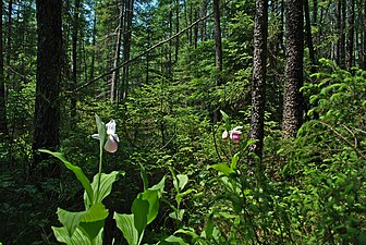 Showy ladyslippers photographed at Rice Creek State Natural Area