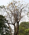 Cochlospermum religiosum flowering tree in Kolkata