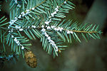 Thumbnail for Hemlock woolly adelgid