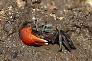 Compressed fiddler crab Tubuca coarctata male in Rinca, Indonesia