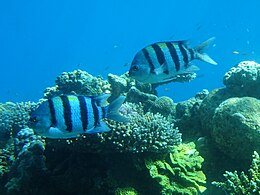21 Red Sea fish 1