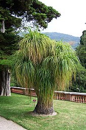 small tree or large bush