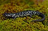 A black salamander with white spots walks on a green surface