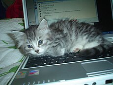 A cat on top of a laptop