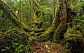 Image 10Antarctic beech old-growth in Lamington National Park, Queensland, Australia (from Old-growth forest)