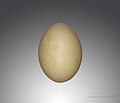 Egg from Atar, Mauritania