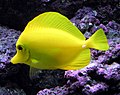 Image 19The usually placid yellow tang can erect spines in its tail and slash at its opponent with rapid sideways movements (from Coral reef fish)