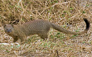 Brown mongoose in grass