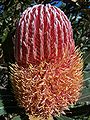 one of Gnangarra's images of B. menziesii, a west coast species, showing bottom-up anthesis about half-way through. Your east coast banksias won't change colour so dramatically as this.