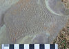 A fossil microbial mat dating back to the Silurian