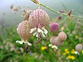 A Flower in Valley of Flowers (VoF) .