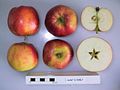 File:Cross section of Hunt´s Early, National Fruit Collection (acc. 1999-080).jpg