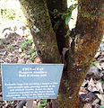 Sign at the foot of a young Mauritian ebony at Monvert gardens