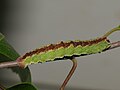 Caterpillar Moscow Oblast