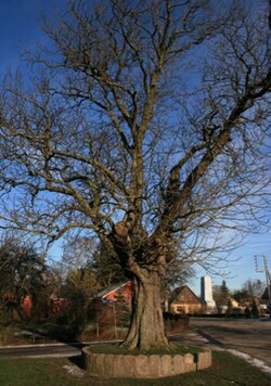 Nagelsti village tree