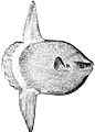 Image 69The huge ocean sunfish, a true resident of the ocean epipelagic zone, sometimes drifts with the current, eating jellyfish. (from Pelagic fish)