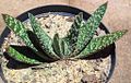 Gasteria carinata var verrucosa is a proliferous variety with erect & spreading leaves that remain distichous and heavily tubercled into adulthood