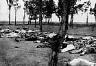 Armenian corpses by a road, 1915