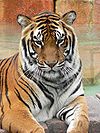 Bengal tiger - --Extra 999 (Contact me + contribs) 12:03, 3 August 2010 (UTC)