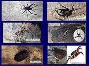 During the studies what are the major invertebrate species abiding inside the Mandhip Khol Cave