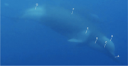 Underwater cetacean with numbered lines