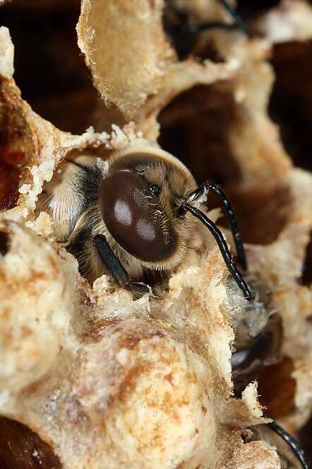 The Carniolan honey bee (Apis mellifera carnica)