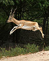 Antelope jumping