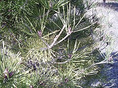 Damage from a European pine sawfly outbreak from the previous year. Growth on the edge of the branch came after the sawflies were killed. Second year growth is the first that gets eaten. Here, older growth survived due to pesticide use.