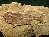 H. woodruffi fossil