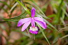 Orchid Sobralia stenophylla