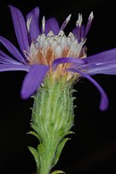 Involucre showing phyllaries and stipitate glands