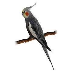 perched cockatiel