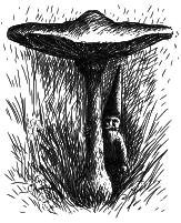 WikiGnome mushroom forest