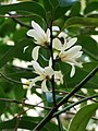 Michelia compressa var. lanyuensis. In 2000, it was published as endemic to Taiwan.[4]