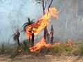 Xanthorrhoea on fire during a controlled burn, Mundaring