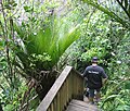 The Kitekite track descending to the base of the falls after the lookout. A beautiful Nikau Palm.
