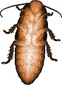 Biology: Tropical cockroach.