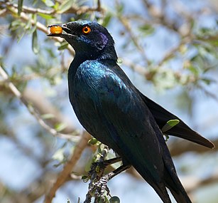 Ripe fruit consumed by a cape starling, early summer, Kgalagadi