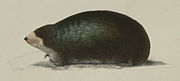 Drawing of black and gray golden mole