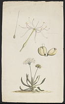 Watercolour by George Raper depicting flower, seed and entire plant